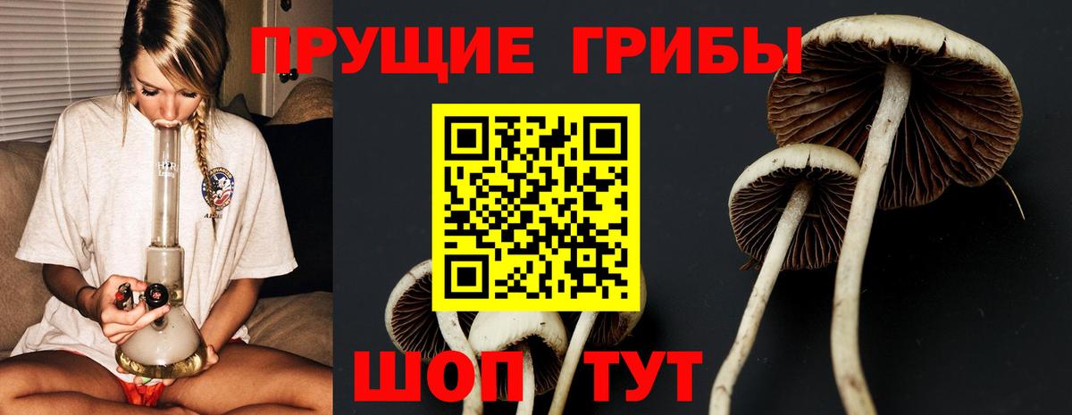 Псилоцибиновые грибы мицелий  Псилоцибиновые грибы мицелий  Буйнакск  Вход с VPN 