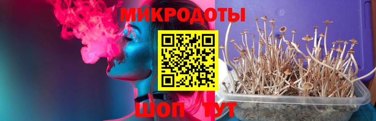 Псилоцибиновые грибы Cubensis Буйнакск